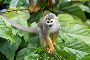 Sciureus: Squirrel Monkey