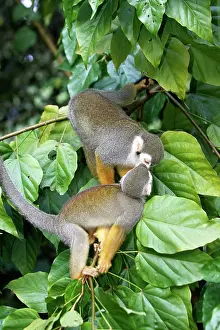 Sciureus: Squirrel Monkey
