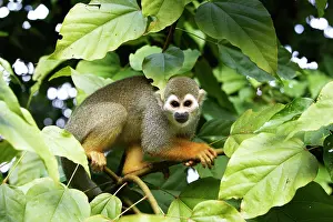 Sciureus: Squirrel Monkey