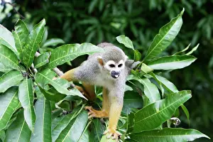 Sciureus: Squirrel Monkey