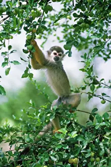 Sciureus: Squirrel Monkey