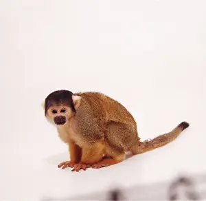 Andy Teare: SQUIRREL MONKEY