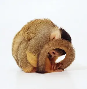 Andy Teare: SQUIRREL MONKEY - CURLED UP