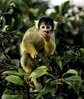 Renato Granieri: Squirrel Monkey feeding on fruit