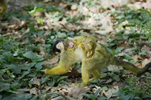 Tamarins: Squirrel Monkey - Mother forgaing on forest floor