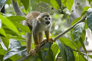 Sciureus: Squirrel Monkey Saimiri sciureus Singapore Zoo MA003495