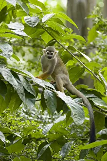 Sciureus: Squirrel Monkey Saimiri sciureus Singapore Zoo MA003497
