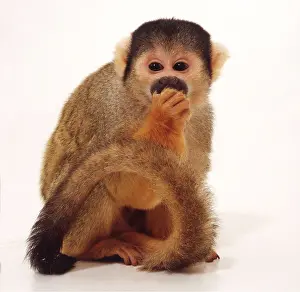 Laughing: SQUIRREL MONKEY - sitting