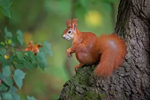 Curiously: Squirrel (Sciurus) sitting curiously on a tree trunk
