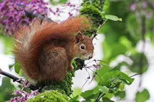 Redbud: Squirrel (Sciurus) sitting on a flowering Judas