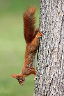 Headfirst: Squirrel (Sciurus vulgaris) climbing upside down
