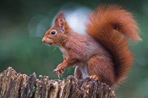 Emsland: Squirrel (Sciurus vulgaris), Emsland, Lower Saxony