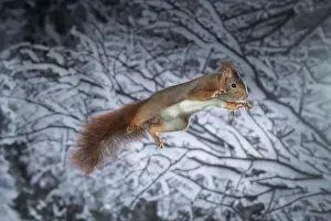 Westphalian: Squirrel (Sciurus vulgaris), jumping, in winter