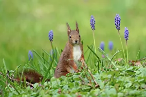 Bloomer: Squirrel (Sciurus vulgaris) in meadow in front of