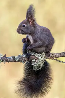 Terfens: Squirrel (Sciurus vulgaris), sitting on a branch