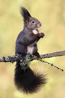 Terfens: Squirrel (Sciurus vulgaris), sitting on a branch