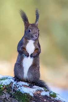 Terfens: Squirrel (Sciurus vulgaris), sitting on a branch