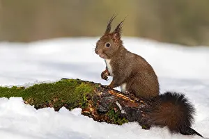 Terfens: Squirrel (Sciurus vulgaris), sitting on a root in