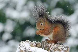 Snows: Squirrel (Sciurus vulgaris) sitting on a tree stump