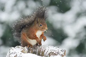 Snows: Squirrel (Sciurus vulgaris) sitting on a tree stump