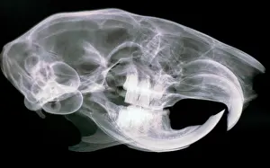 Incisors: Squirrel skull- x ray shows continuously growing incisors