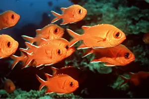 Soldier: SQUIRREL / Soldier Fish - shoal