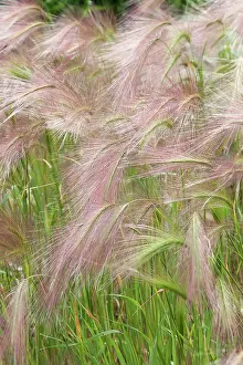 Fragility: Squirrel tail grass, Hordeum jubatum, Side view