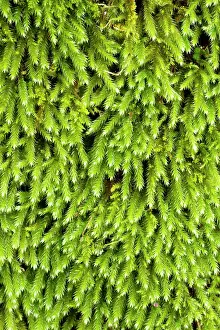 Bryidae: Squirrel-tail moss - Leucodon sciuroides - Leucodontaceae