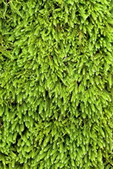 Bryidae: Squirrel-tail moss - Leucodon sciuroides - Leucodontaceae