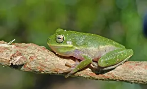 Squirella: Squirrel Tree Frog