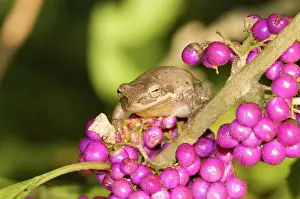 Squirella: Squirrel Treefrog