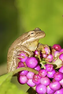 Squirella: Squirrel Treefrog