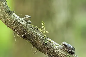Squirella: Squirrel Treefrog