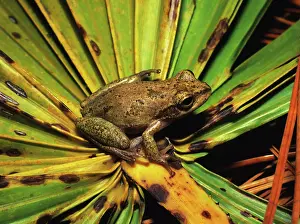 Squirella: Squirrel Treefrog
