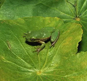 Squirella: Squirrel Treefrog
