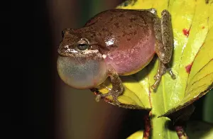 Squirella: Squirrel Treefrog