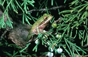 Juniper: Squirrel Treefrog