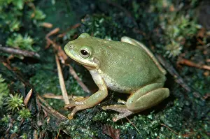 Squirella: Squirrel Treefrog
