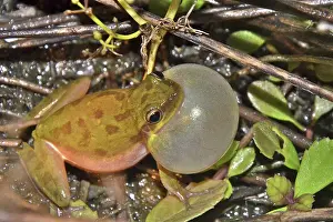 Squirella: Squirrel Treefrog
