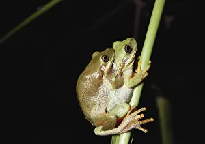 Treefrogs: Squirrel Treefrogs Mating