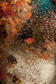 Squirrelfish: Squirrelfish - inside school of Yellow Sweepers