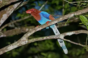 Ornata: Sri Lanka Blue Magpie - perched on branch
