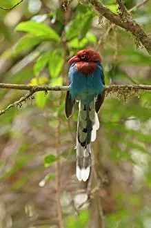 Ornata: Sri Lanka Blue Magpie - perched on branch