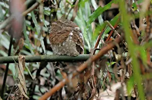 Ceylon: Sri Lanka Frogmouth