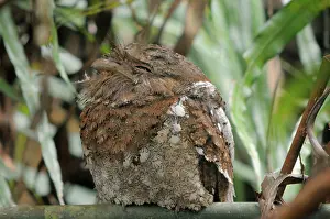 Ceylon: Sri Lanka Frogmouth