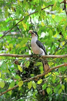 Ceylon: Sri Lanka Gray Hornbill