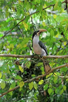 Ceylon: Sri Lanka Gray Hornbill