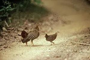 Junglefowl: Sri Lanka Junglefowl - female with young