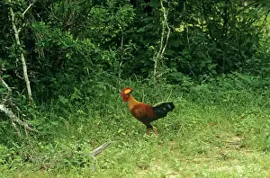 Junglefowl: Sri Lanka Junglefowl - male in habitat