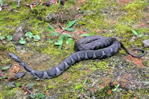 Asperrimus: Sri Lanka Keelbacked Water Snake